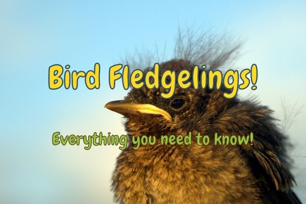 Where Do Fledglings Sleep at Night + Other Fledgling Facts!