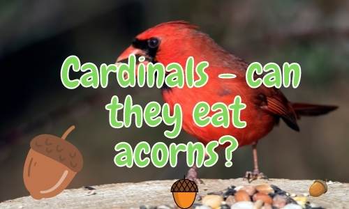 Can Cardinals Eat Acorns? (Answered!)