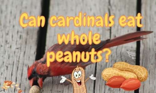 Do Cardinals Eat Peanuts in the Shell? (Explained!)