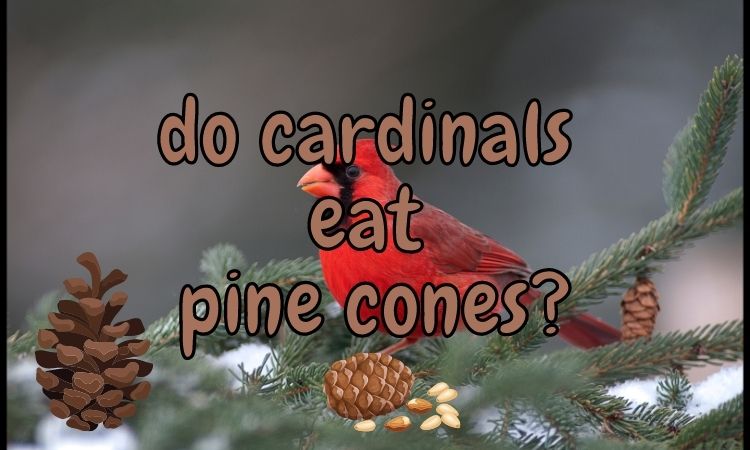Do Cardinals Eat Pine Cones? (Which birds eat pine cones?)