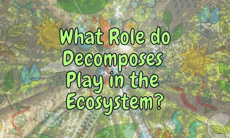 Why are decomposers important for ecosystems?