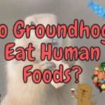 Do Groundhogs Eat Human Foods? (Is it Good for Them?)