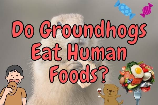 Do Groundhogs Eat Human Foods? (Is it Good for Them?)