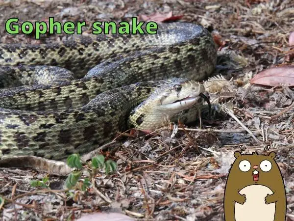 Do Gophers Eat Meat – Do They eat Mice? – Outlife Expert