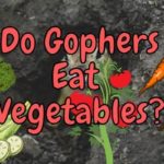 What Vegetables do Gophers Eat? (How to Prevent It!)
