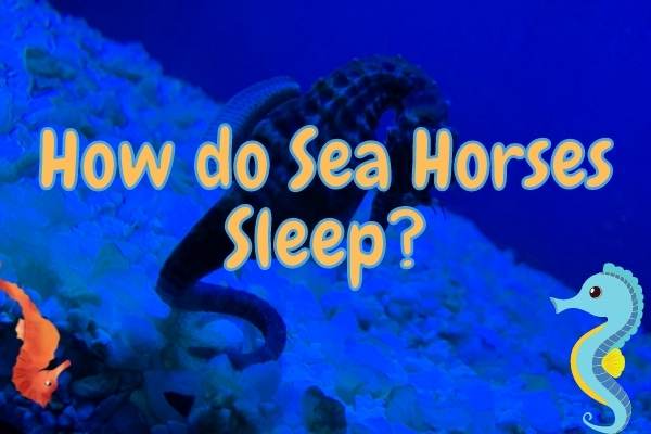 How Do Seahorses Sleep? (Know The Facts!)