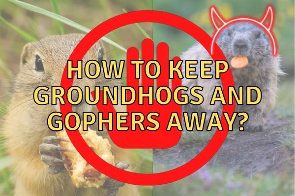 How to Keep Groundhogs and Gophers Out of Your Backyard!