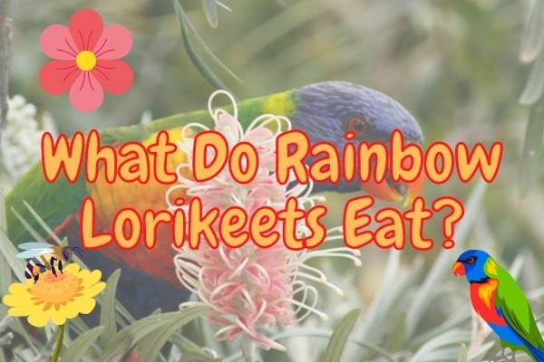 What Do Rainbow Lorikeets Eat in the Wild?