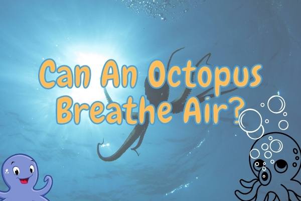 Can an octopus breathe air? (Answered!)