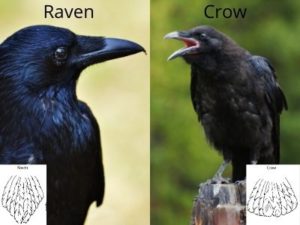 Do Crows Scare Away Other Birds? (Do They Eat Them?) – Outlife Expert