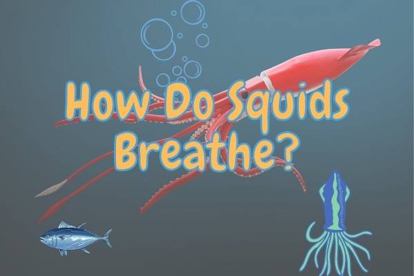 Do Squids Have Gills or Lungs? (How do they breathe?)