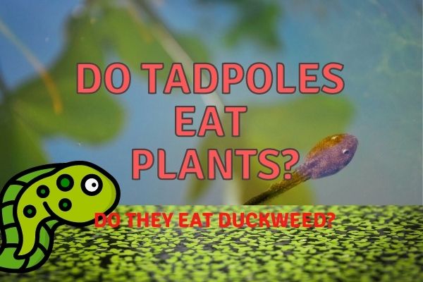 Do Tadpoles Eat Plants? (Do They Eat Duckweed?)