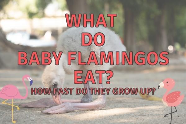 What do baby flamingos eat? (Do they drink milk?!)