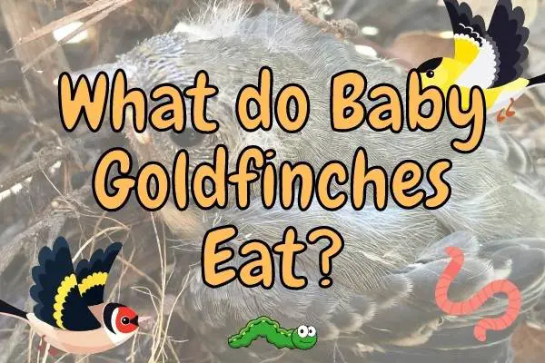 What Do Baby American Goldfinches Eat? (Answered!)