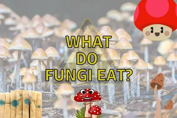 What do fungi eat? (Are they decomposers?)