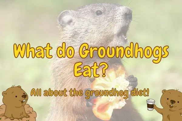 What do groundhogs eat (Facts about the groundhog diet!)