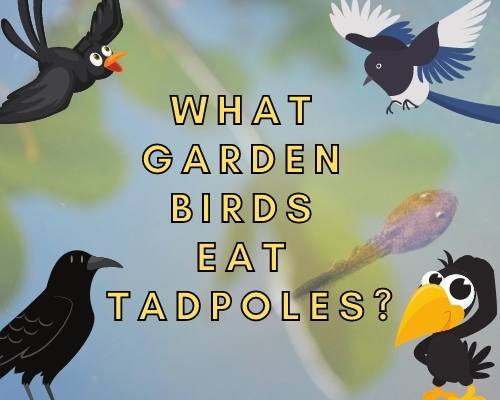 What Garden Birds Eat Tadpoles?