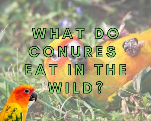 What Do Conures Eat in the Wild? (Answered!)