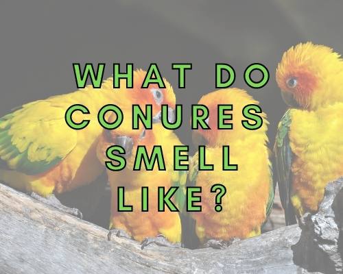 Do Conures Smell Bad? (Here Is What to Do!)