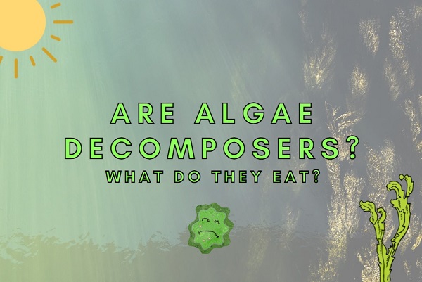 Are Algae Decomposers? (Know The Facts!)