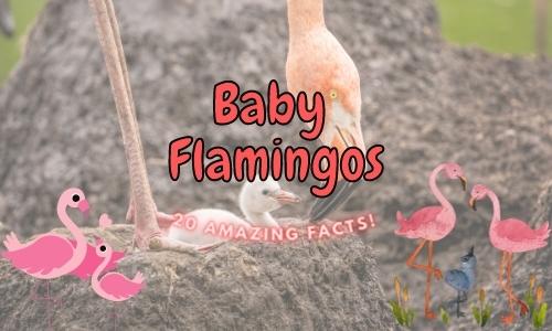 20 Amazing Baby Flamingo Facts! (You’ll Be Surprised!)
