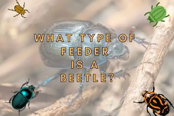 Is a beetle a producer consumer or decomposer?