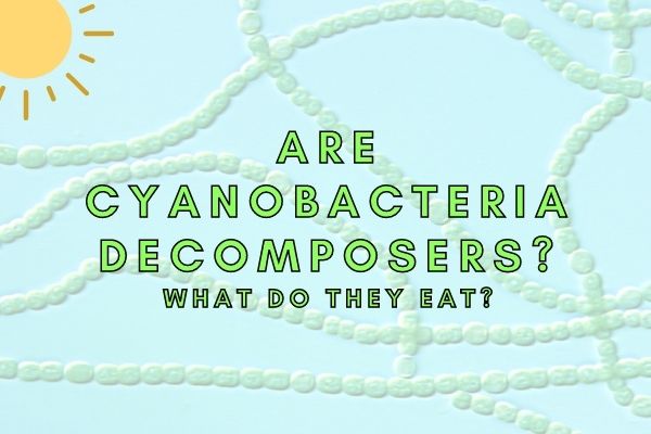 Are Cyanobacteria Decomposers?