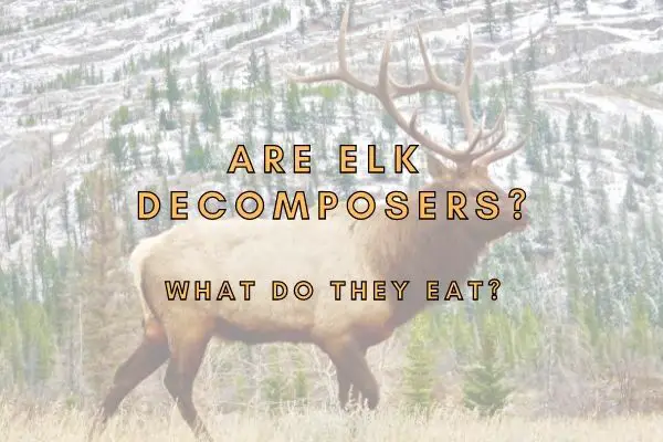 Are Elk Herbivores? (What do Elk Eat?)