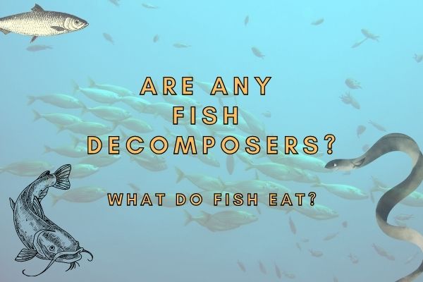 Are Fish Decomposers or Scavengers? (Answered!)