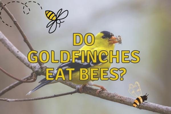 Do Goldfinches Eat Bees (Answered!)