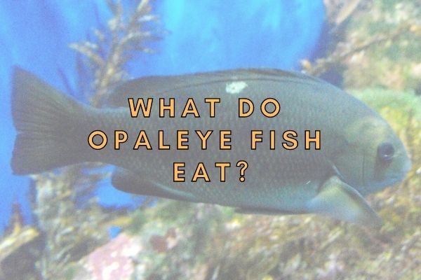 What do opaleye fish eat? (Answered!)