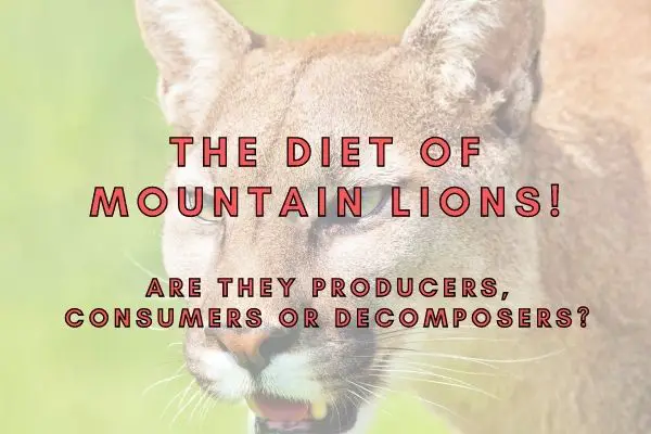 Is a Cougar a Producer Consumer or a Decomposer?