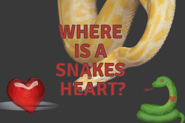 Where is a snakes heart? (Answered and Explained!)