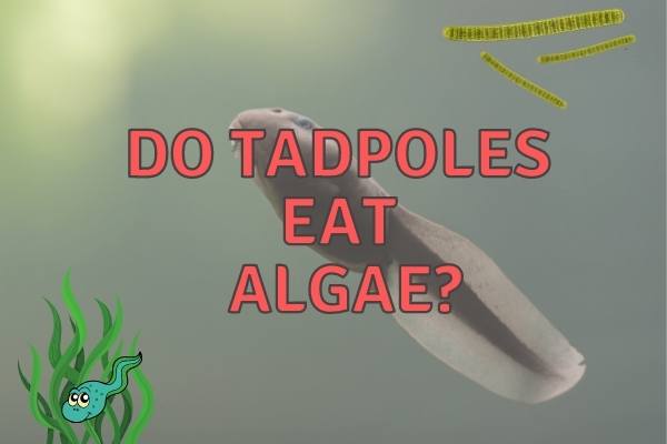 Do Tadpoles Eat Algae? Do They Eat Seaweed?