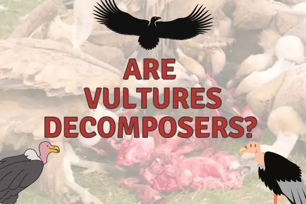 Are Vultures Decomposers? (Answered!)