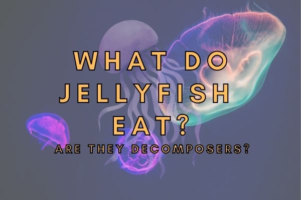 Are Jellyfish Omnivores, Herbivores or Carnivores? (Answered!)