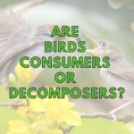 Are Birds Producers, Consumers or Decomposers? (Answered!)