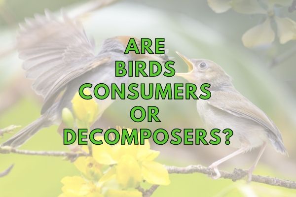 Are Birds Producers, Consumers or Decomposers? (Answered!)