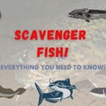 10 Scavenger Fish And What They Eat!