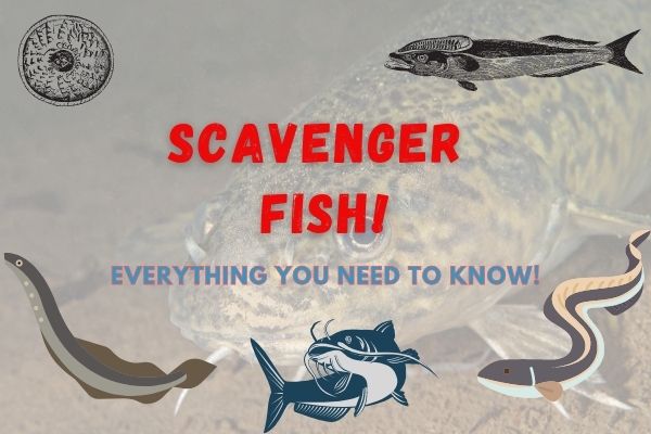 10 Scavenger Fish And What They Eat!