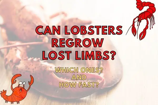 Do Lobster Claws Grow Back? (How Fast?)