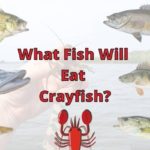 What Fish Will Eat Crayfish? (Top 10 Listed!)