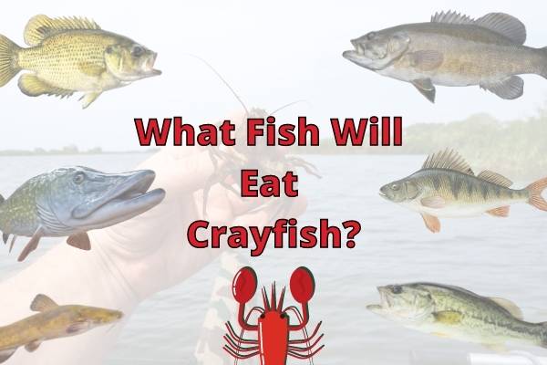 What Fish Will Eat Crayfish? (Top 10 Listed!)