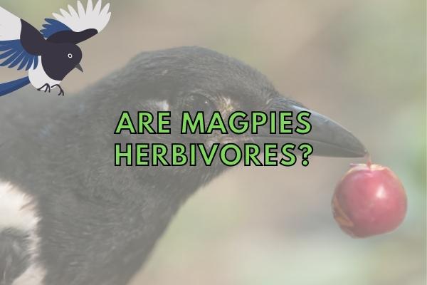 Is a Magpie a Carnivore or a Herbivore? (Answered!)