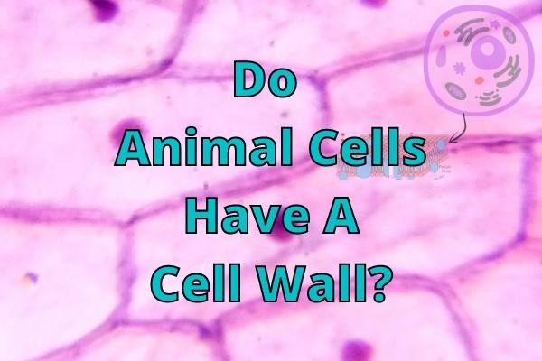 Do Animal Cells Have A Cell Wall? (Answered And Explained!)