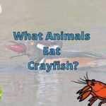 What Eats Crayfish? (20+ Crayfish Predators!)