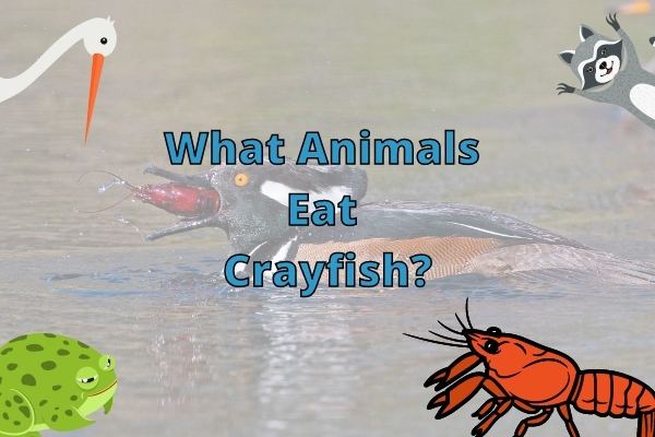 What Eats Crayfish? (20+ Crayfish Predators!)