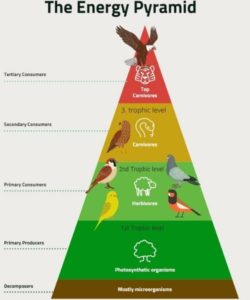 Is a pigeon a producer, consumer, or decomposer? โ Outlife Expert Biology Diagrams