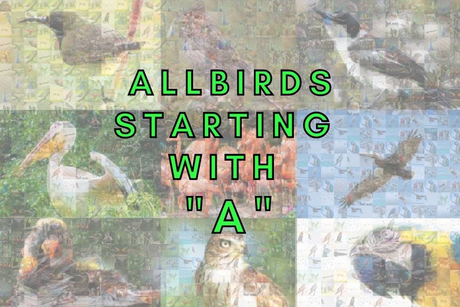Birds Starting With the Letter A (Complete List and Info!)