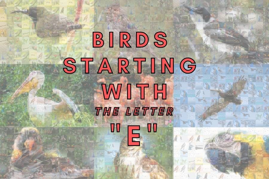 Birds Starting With The Letter E